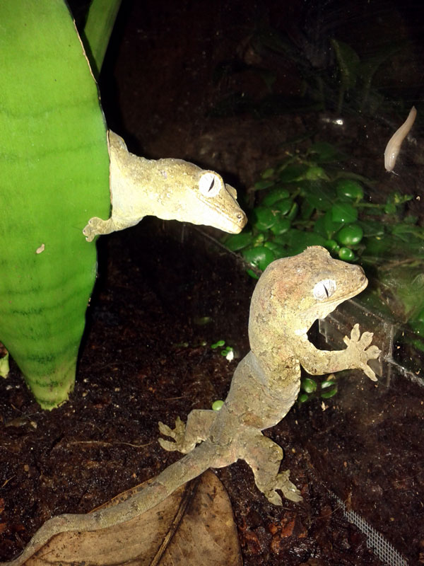 Green Man and Belite like to spy on their neighbors and make idle gossip. A nosy slug also tries to get in on the eavesdropping of next door neighbors Zenobia and Ahnuld.