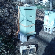 An installed package of bees going into its new hive