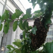A small swarm of bees