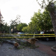 The scene of a tree split in two with a bee hive inside of it