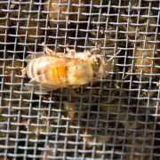 A bee clinging to the outside wire mesh on a package of bees
