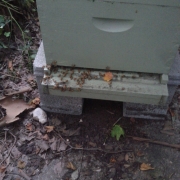 Bees from a newly installed swarm coming out of the hive