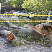 A closer image of the downed tree with a bee hive