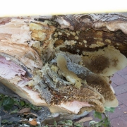 The front of a tree with honey comb on the ground