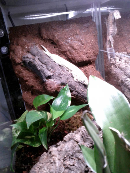 Nadia the leachie sleeps as Palatonne looks on.