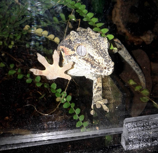 Quasimodo the gargoyle gecko tries to use gecko mind tricks to make me give him more food. He succeeds. 