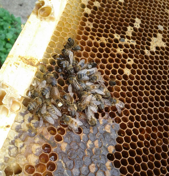 The unfortunate inhabitants of this hive starved.  Here are the bees frozen how they died.  The queen has the white mark on her.